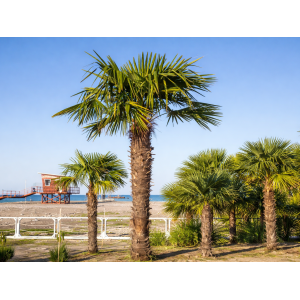 Palma konopná (Trachycarpus fortunei) – výška kmeňa 70–80 cm, celková výška 180–220 cm, kont. C35L/70L